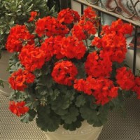 Calliope® Landscape Orange